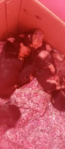 Pincher N° 2 valor 250 cada, tenho 4 machões e 1 fêmea. 1 mês de vida