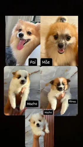 Lulu da pomerânia