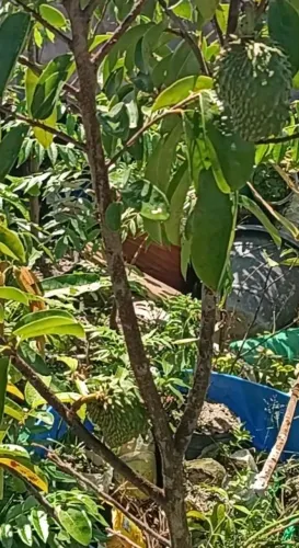Lindas mudas enxertadas altamente produtiva