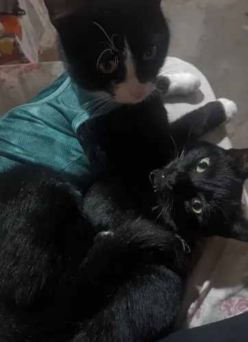 Doação de Gato 
