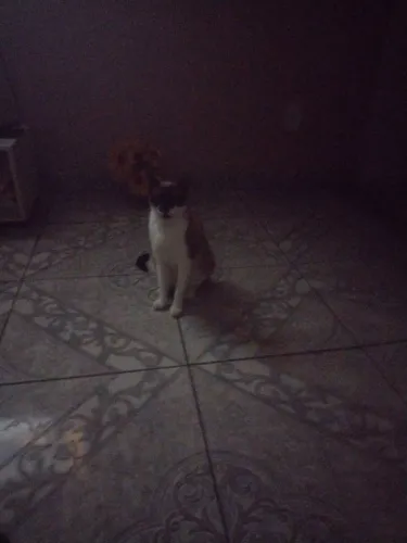 Doação gato