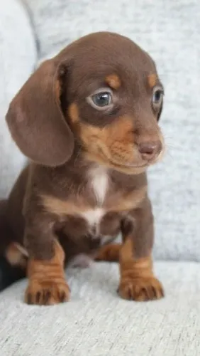 Daschund chocolate - já está disponível 