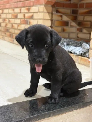 Cachorrinho para doação porte médio fêmea