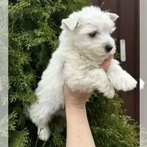 West Terrier Filhote de Alta Qualidade