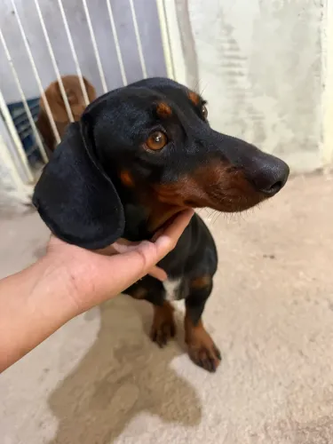 Basset procurando namorada 