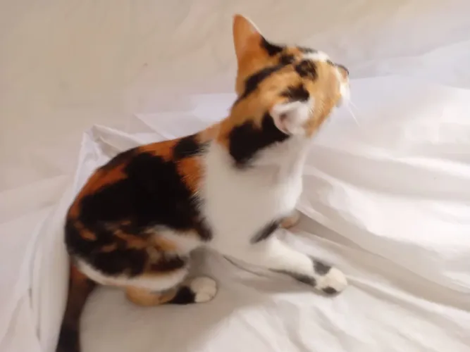 Doação de gatos castrados