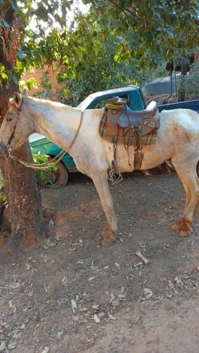 Cavalo