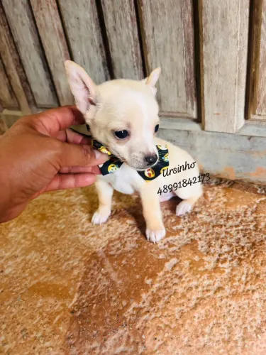 Lindos filhotes de pinscher machinhos