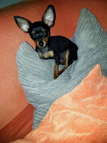Filhotes de Pinscher/Pincher de Raça Pequena Macho e Fêmea Vacinados SP
