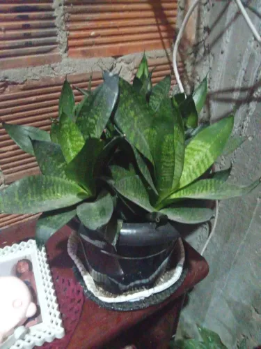 Plantas