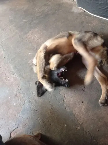 Cachorro pastoreio bom de caça , 7 meses 