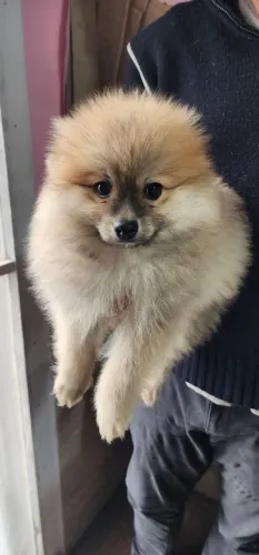 Lulu da Pomerânia 