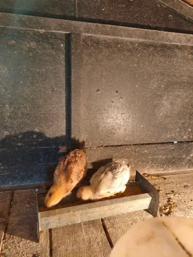 Pintinhos