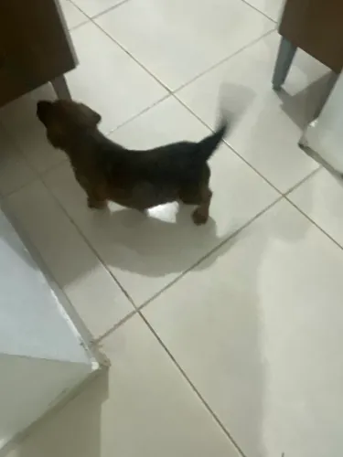 Cachorro mestiço,rottweiler com pastor alemão!