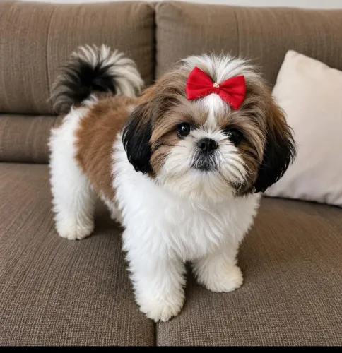 Filhote de shih-tzu disponível