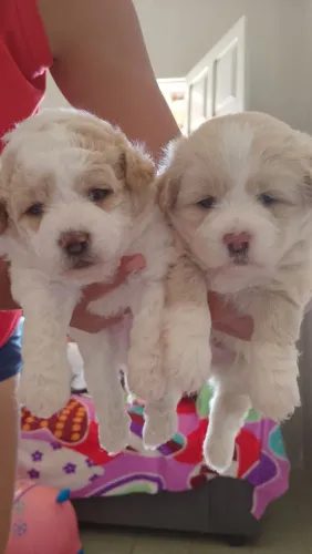 Vende-se cachorros shiu thisu com poodle