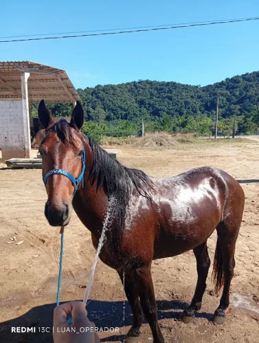 Cavalo marchador 