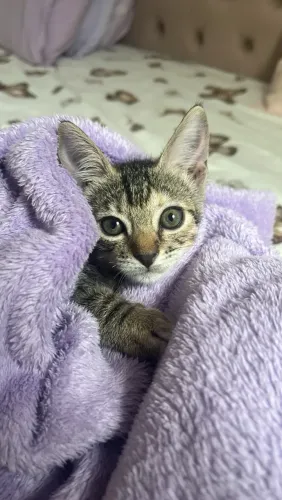 Gatinha para adoção