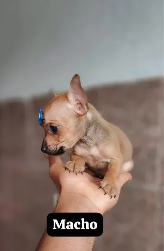 Pinscher com 68 dias vacinado macho e fêmea 