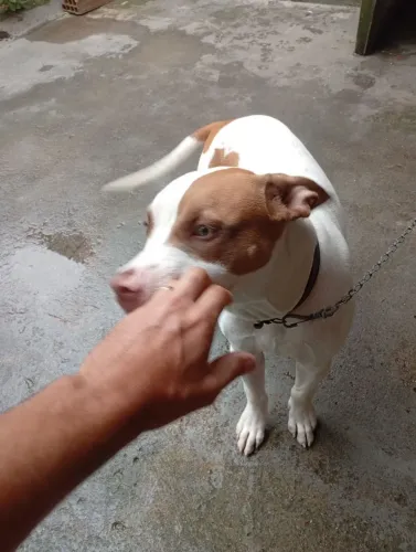 Estou doando meu Pitbull red nose 6 meses de idade.