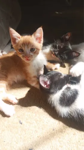 Gatinhos