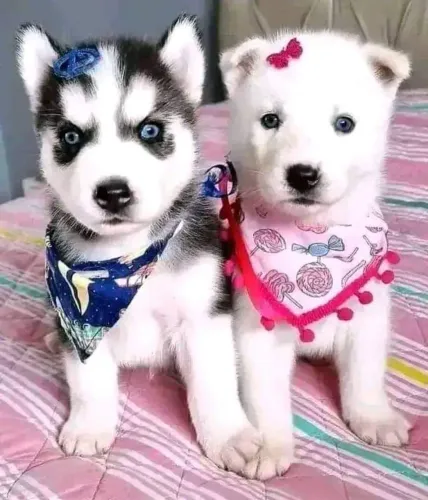 Husky Siberiano - Filhotinhos Disponíveis Para Deixar Seus Dias Mais Felizes