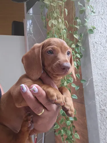 Filhotes a venda de Dachshund .