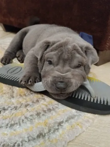 Vendo Filhotes de Sharpei.
