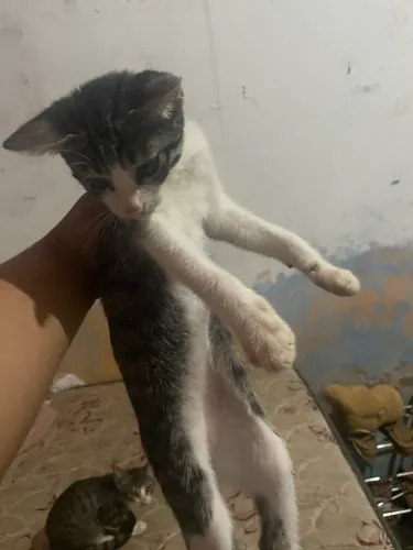 Doação