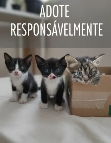 Gatinhos Filhotes para adoção ?