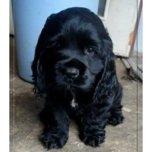 Cocker Spaniel Inglês a pronta entrega