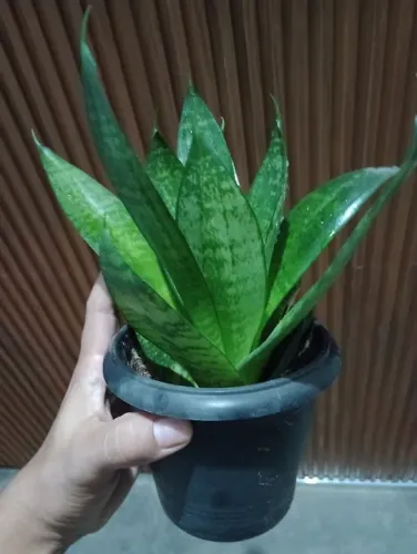 Vendo mudas de Espadinha de são Jorge.