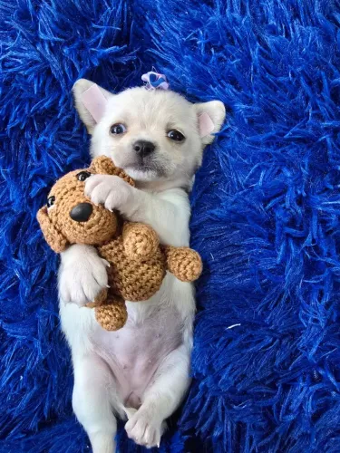 Chihuahua pêlo curto fêmea branca como uma nuvem
