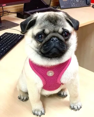 Filhote Pug Fofo com peitoral rosinha 