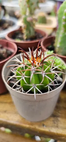 Cacto Coroa de Frade Muda