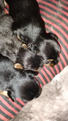 Ninhada de filhotes yorkshire 