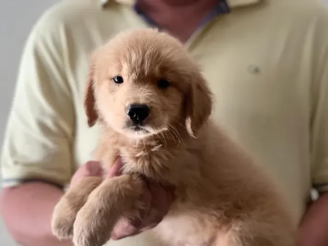 Golden Retriever: O Cão Perfeito para Toda a Família!
