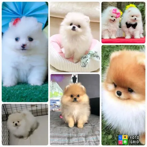 Filhotes de Spitz Alemão / Lulu da Pomerânia