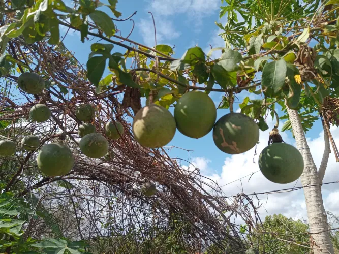100 Sementes de maracujá silvestre da Bahia. 