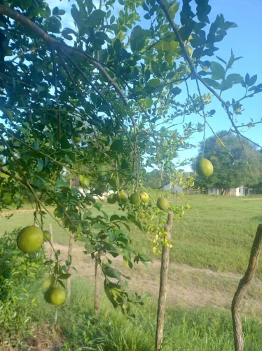 Limão - quilo a 2 reais