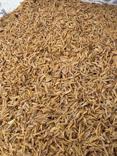 Palha de Arroz - Casca de arroz - Forragem 