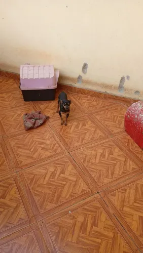 vende se Pinscher adulto macho