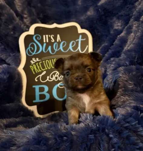Chihuahua, Muito estilo em um corpo tão pequeno