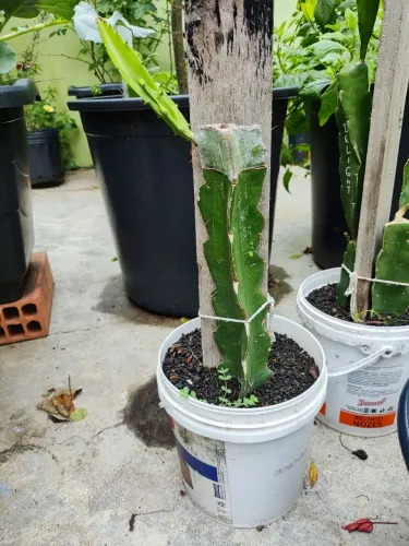 Planta frutífera rara pitaya hylocereus ocamponis