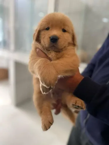 Filhote de golden retriever o companheiro que faz a casa mais feliz