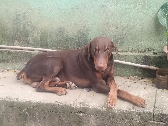 Bandog pai doberman mãe fila brasileiro de