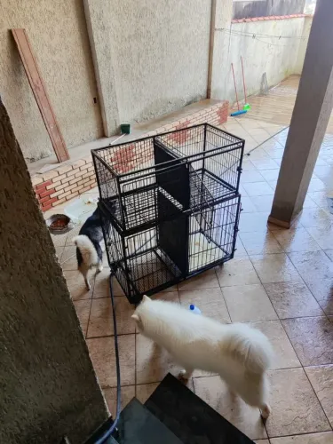 Gaiola para Pet Shop