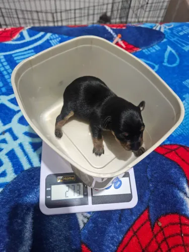 Lindo casal pinscher 00