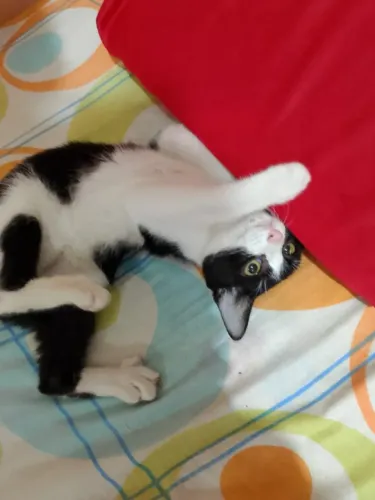 Gatinha frajola para adoção