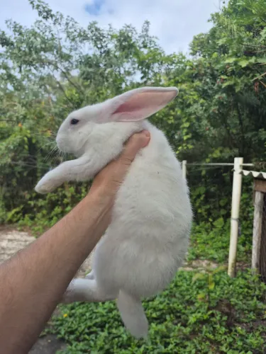 Coelho gigante 